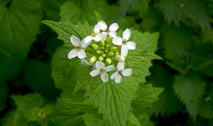 Alliaria petiolata (Cavara & Grande, 1913)