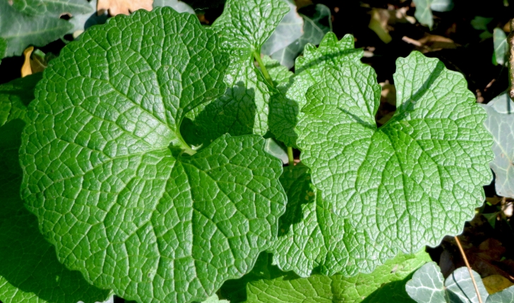 Alliaria petiolata (Cavara & Grande, 1913)