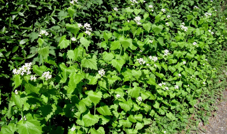 Alliaria petiolata (Cavara & Grande, 1913)