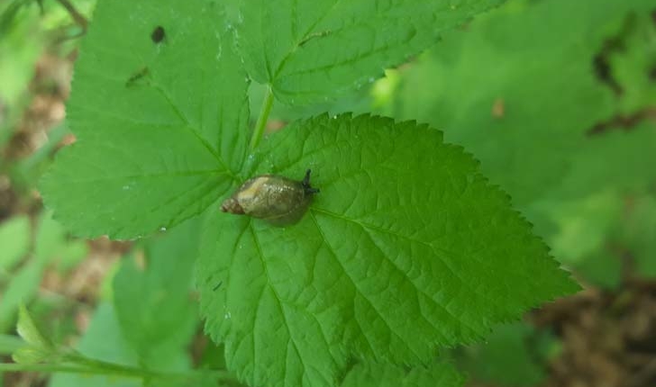 Ambrette-amphibie-crédit-RNN-la-Bassée