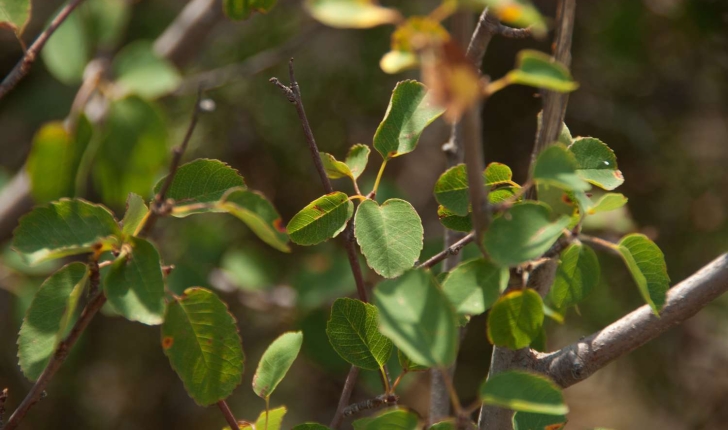 Amelanchier ovalis (Medikus, 1793)