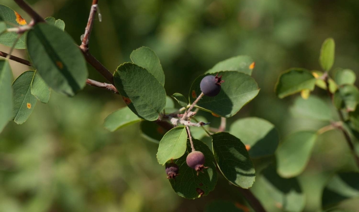 Amelanchier ovalis (Medikus, 1793)