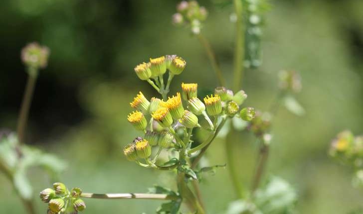 Senecio vulgaris (L., 1753)