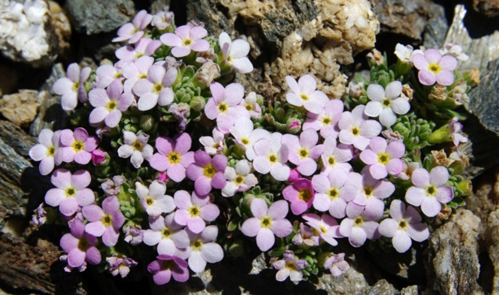 Androsace sp.