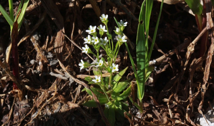 Androsace sp.