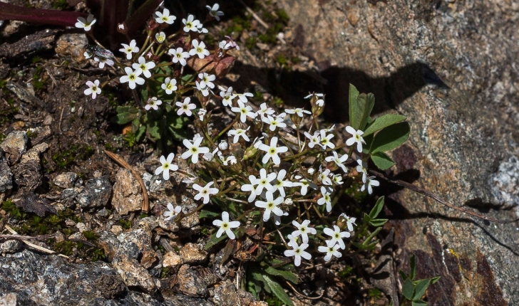 Androsace sp.