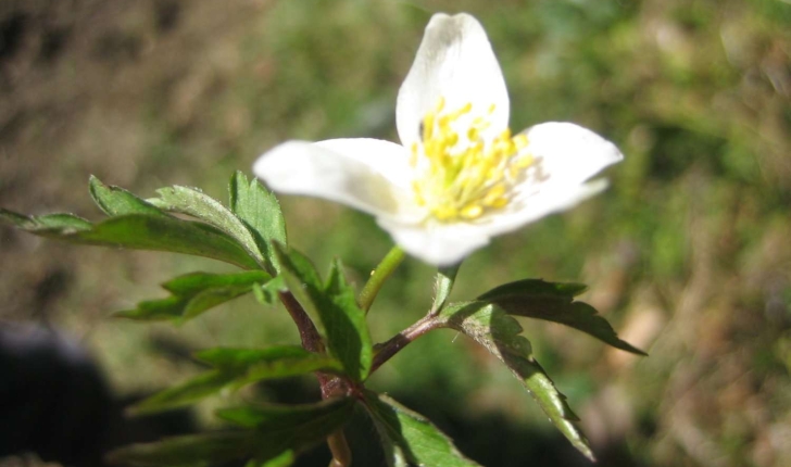 Anemone nemorosa L.