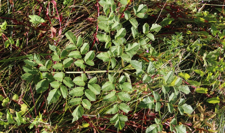 Angelica sylvestris