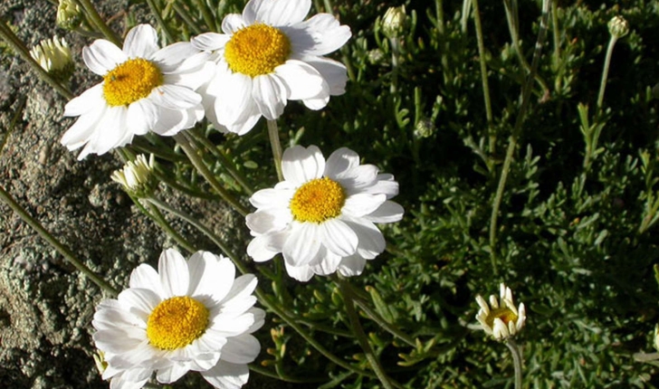 Anthemis cretica 