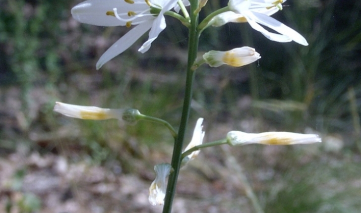 Anthericum liliago