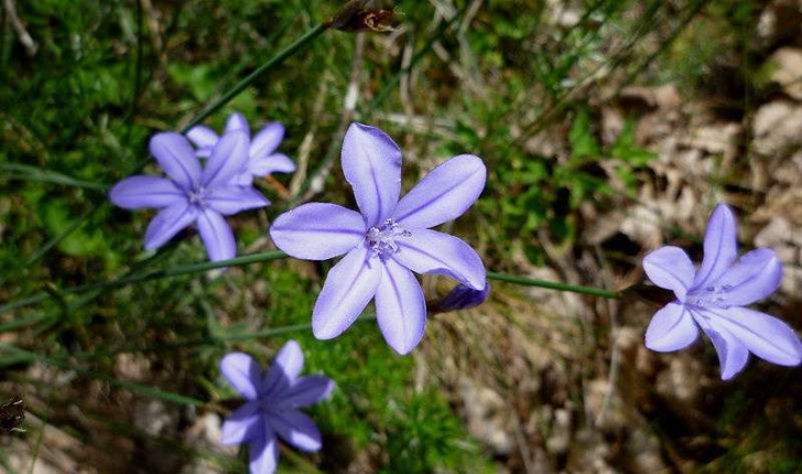 Aphyllanthes monspeliensis (Linné, 1753)