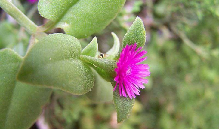 Aptenia cordifolia (Schwantes, 1928)