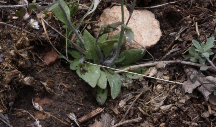 Arabidopsis thaliana (Heynh 1842)