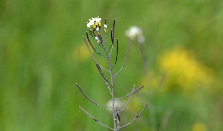 Arabidopsis thaliana (Heynh 1842)