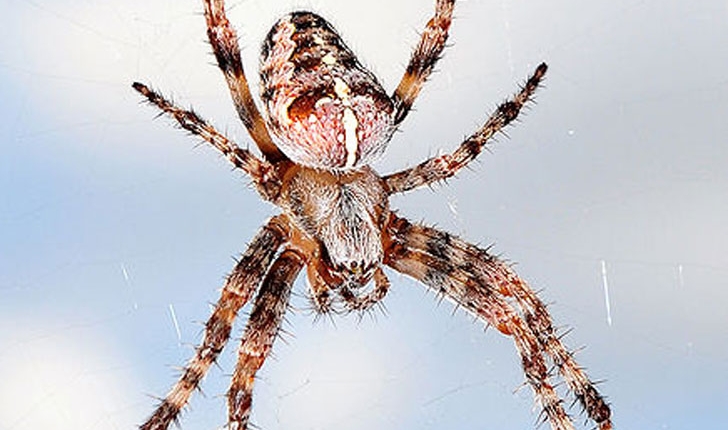 Araneus