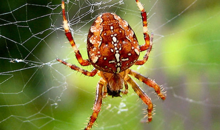 Araneus