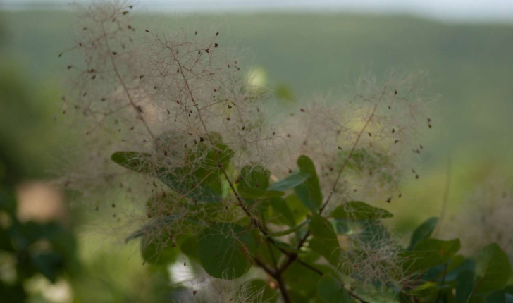 Cotinus coggygria (Scopoli, 1771)