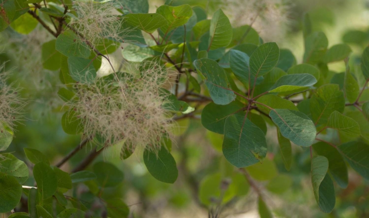 Cotinus coggygria (Scopoli, 1771)