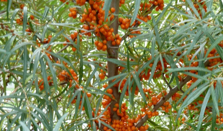 Hippophae rhamnoides L., 1753