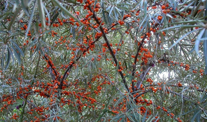 Hippophae rhamnoides L., 1753