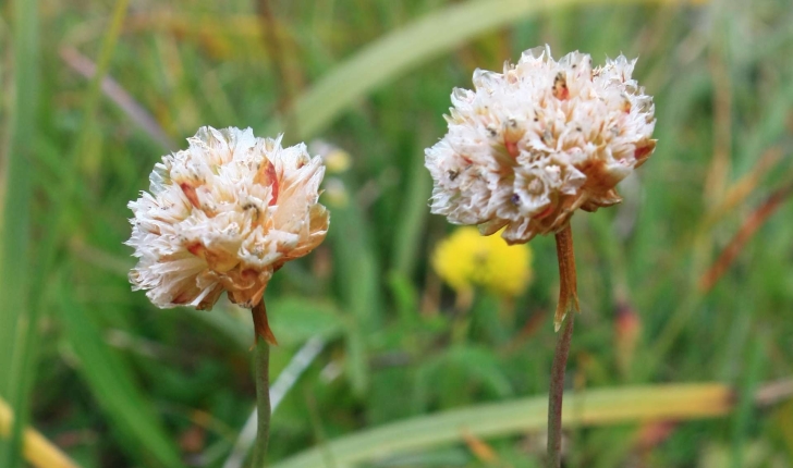Armeria alpina Willd., 1809