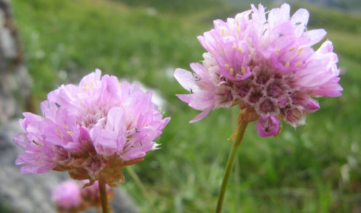 Armeria alpina Willd., 1809