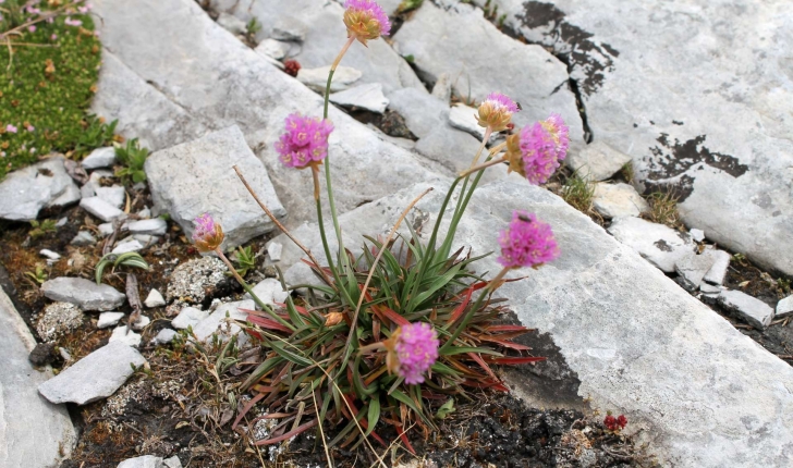 Armeria alpina Willd., 1809