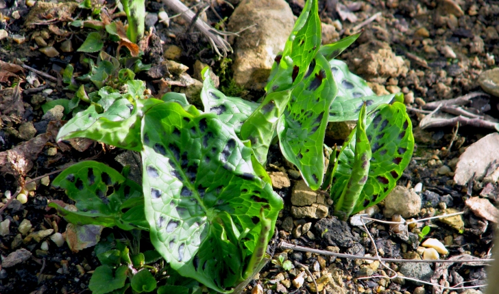 Arum maculatum L., 1753