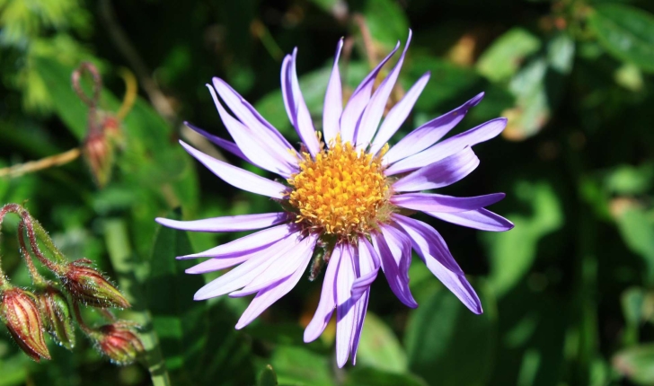 Aster alpinus (L., 1753)