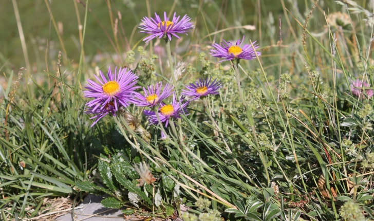 Aster alpinus (L., 1753)