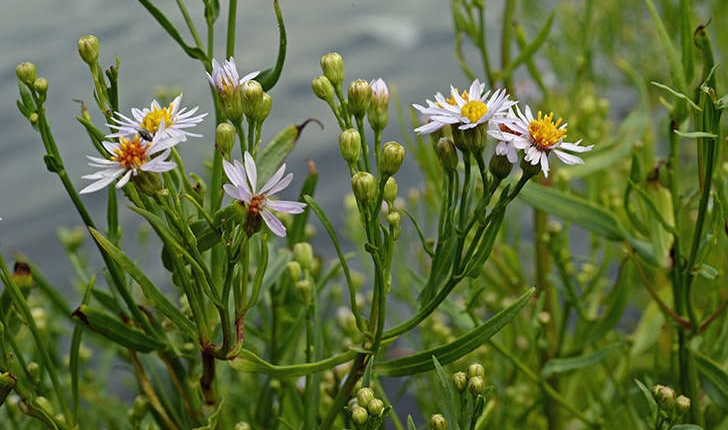 Aster tripolium (L., 1803)