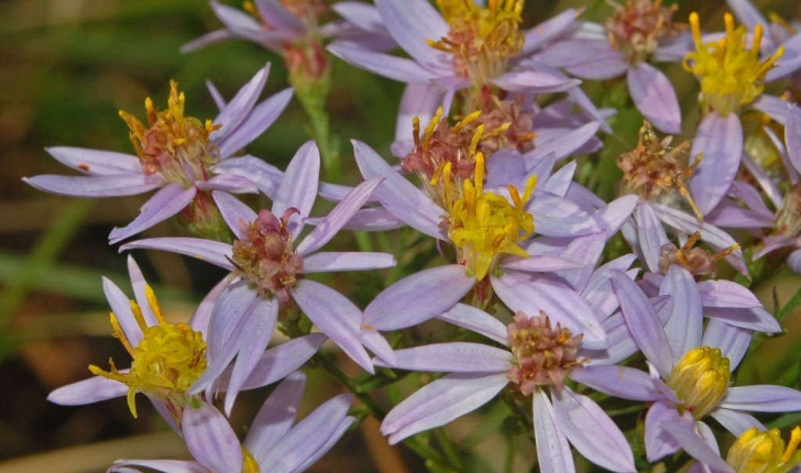 Aster sedifolius (L.)