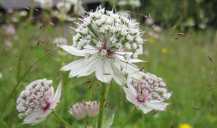 Astrantia major L.