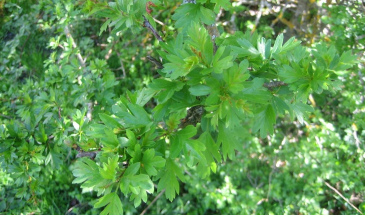 Crataegus monogyna (Jacq.1775)