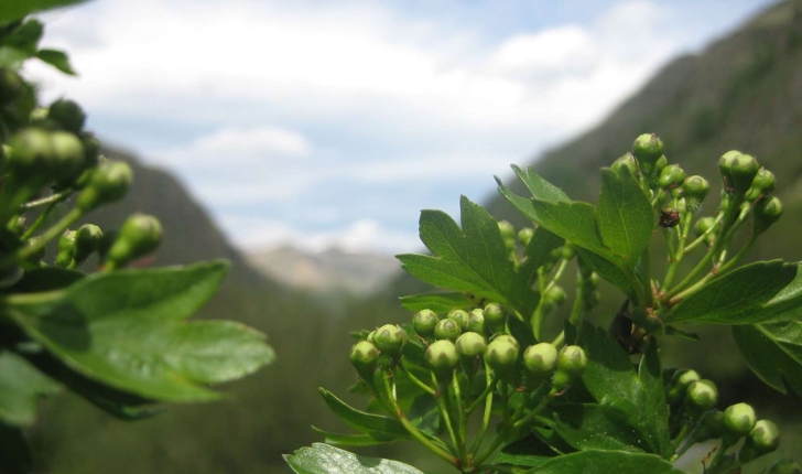 Crataegus monogyna (Jacq.1775)