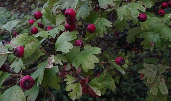 Crataegus monogyna (Jacq.1775)