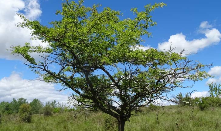 Crataegus monogyna (Jacq.1775)