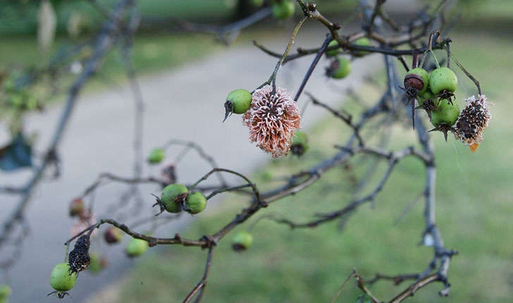 Crataegus sp (L. 1753)