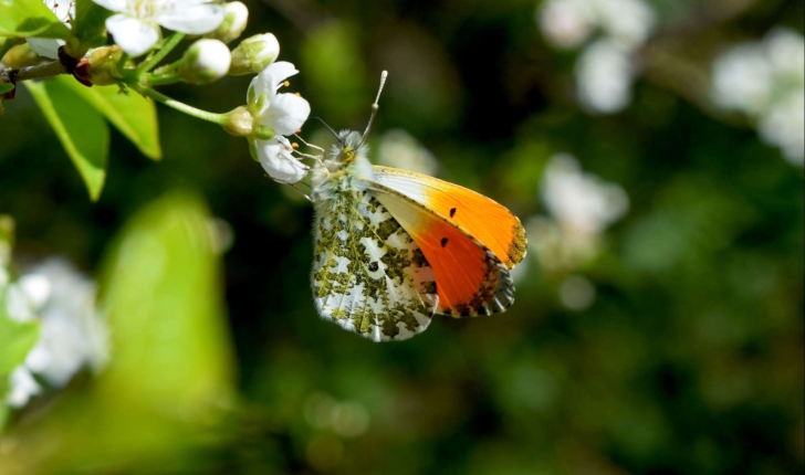 Anthocharis cardamines (Linnaeus, 1758)