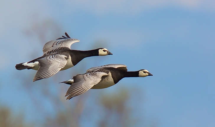 Branta leucopsis (Bechstein, 1803)