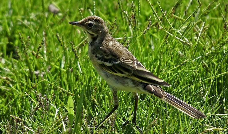 Motacilla flava (Linnaeus, 1758)