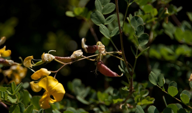 Colutea arborescens (Linné, 1753)