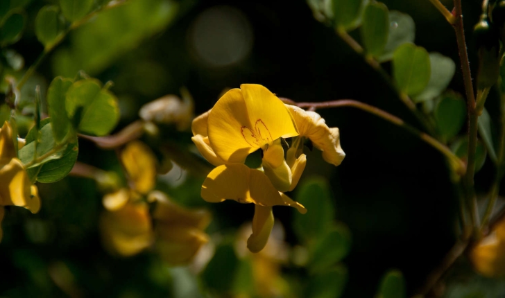 Colutea arborescens (Linné, 1753)