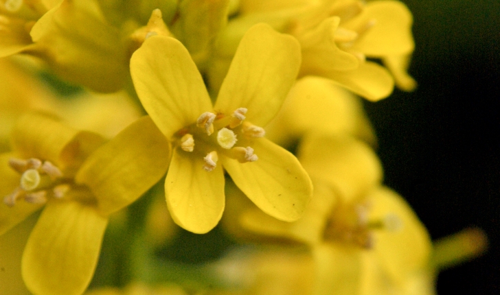 Barbarea vulgaris (W.T.Aiton, 1812)