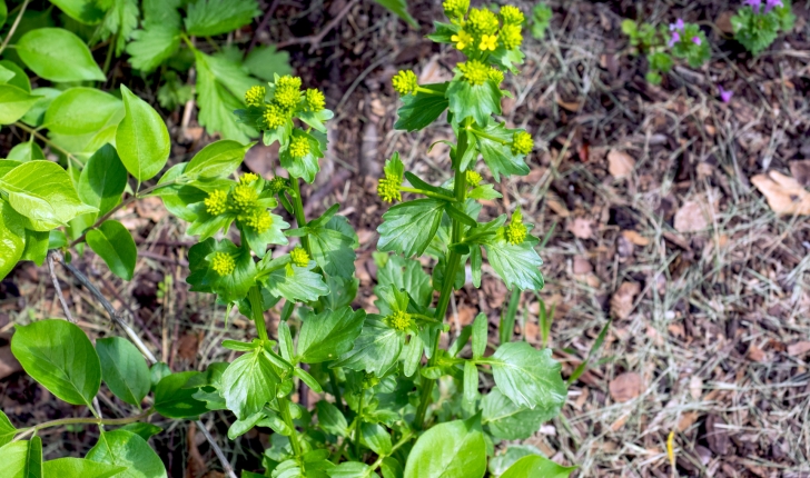 Barbarea vulgaris (W.T.Aiton, 1812)