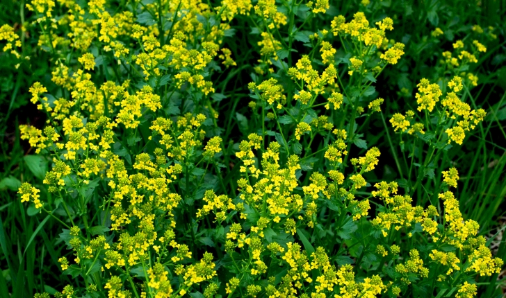 Barbarea vulgaris (W.T.Aiton, 1812)