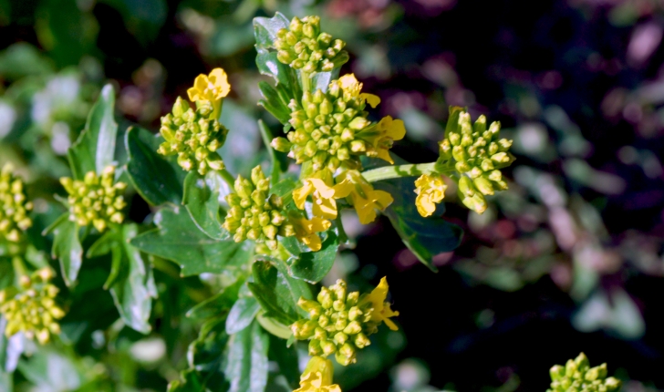 Barbarea vulgaris (W.T.Aiton, 1812)