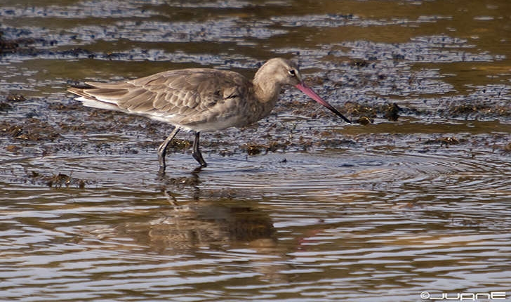 Limosa limosa (Linnaeus, 1758)