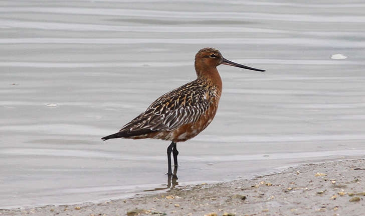 Limosa lapponica (Linnaeus, 1758)