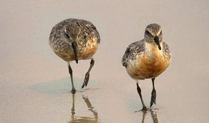 Calidris canutus (Linné, 1758)